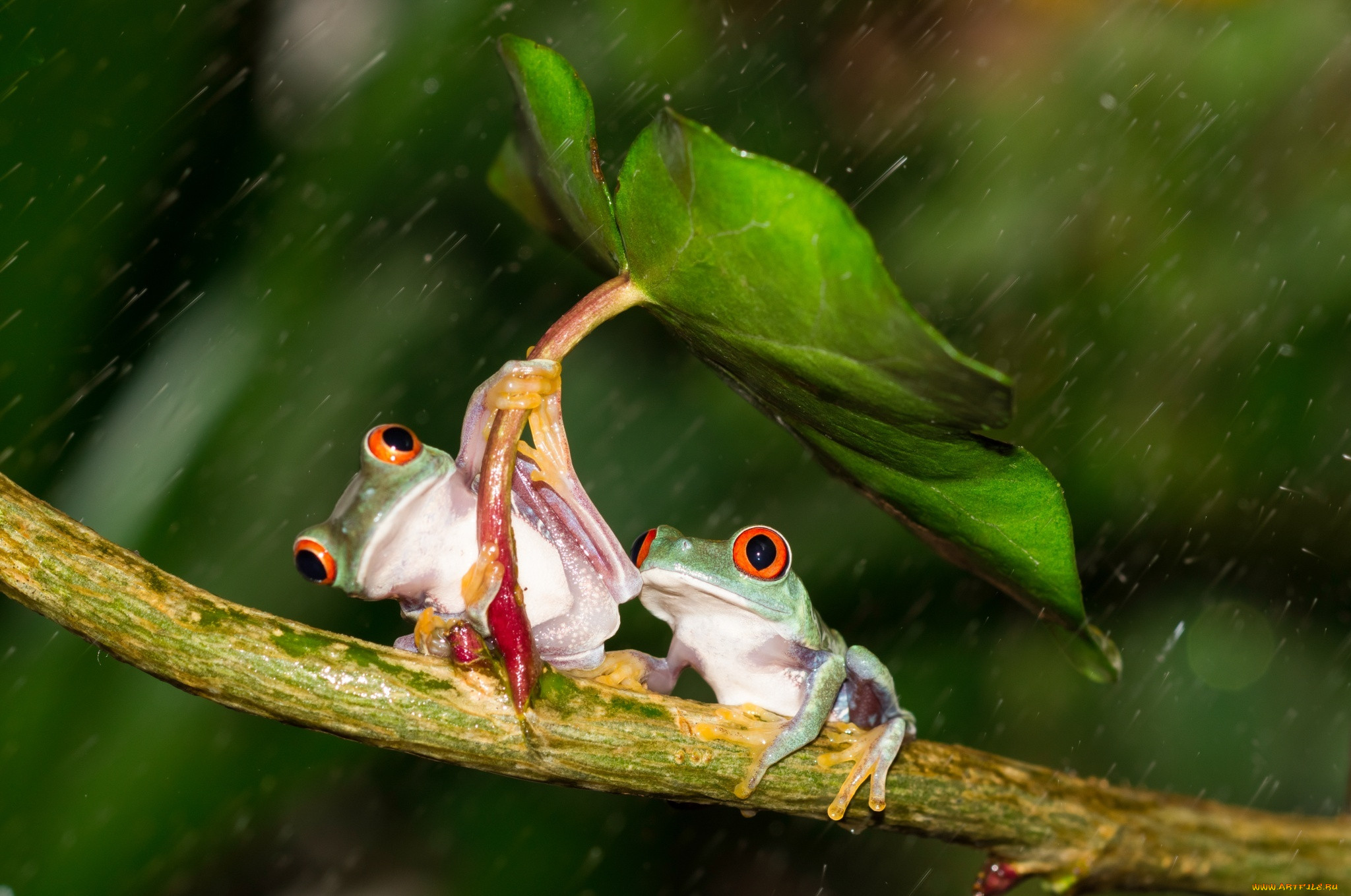 , , colourfull, umbrella, frog, , , , , orange, red, eyes, leave, , , beauty, rain, , , friendsheep, , , , hd, , 